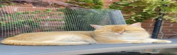 Scottish Fold cats for sale:  PUREBRED SCOTTISH FOLD GOLDEN CHINCHILLA KITTENS  - Advert 30
