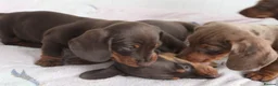 Miniature Dachshund dogs for sale: Miniature Dachshund puppies  - Advert 2