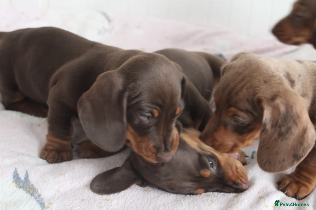 Miniature Dachshund dogs for sale: Miniature Dachshund puppies  - Advert 2