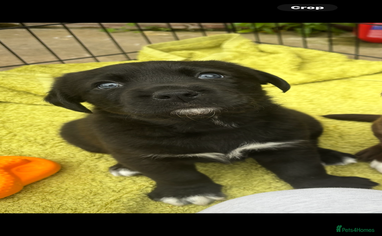 Borador dogs - Advert 1