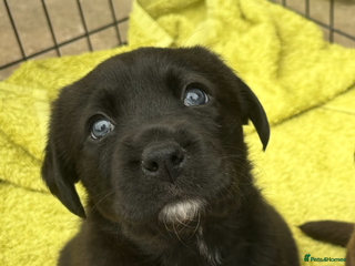 Borador dogs - Advert 19