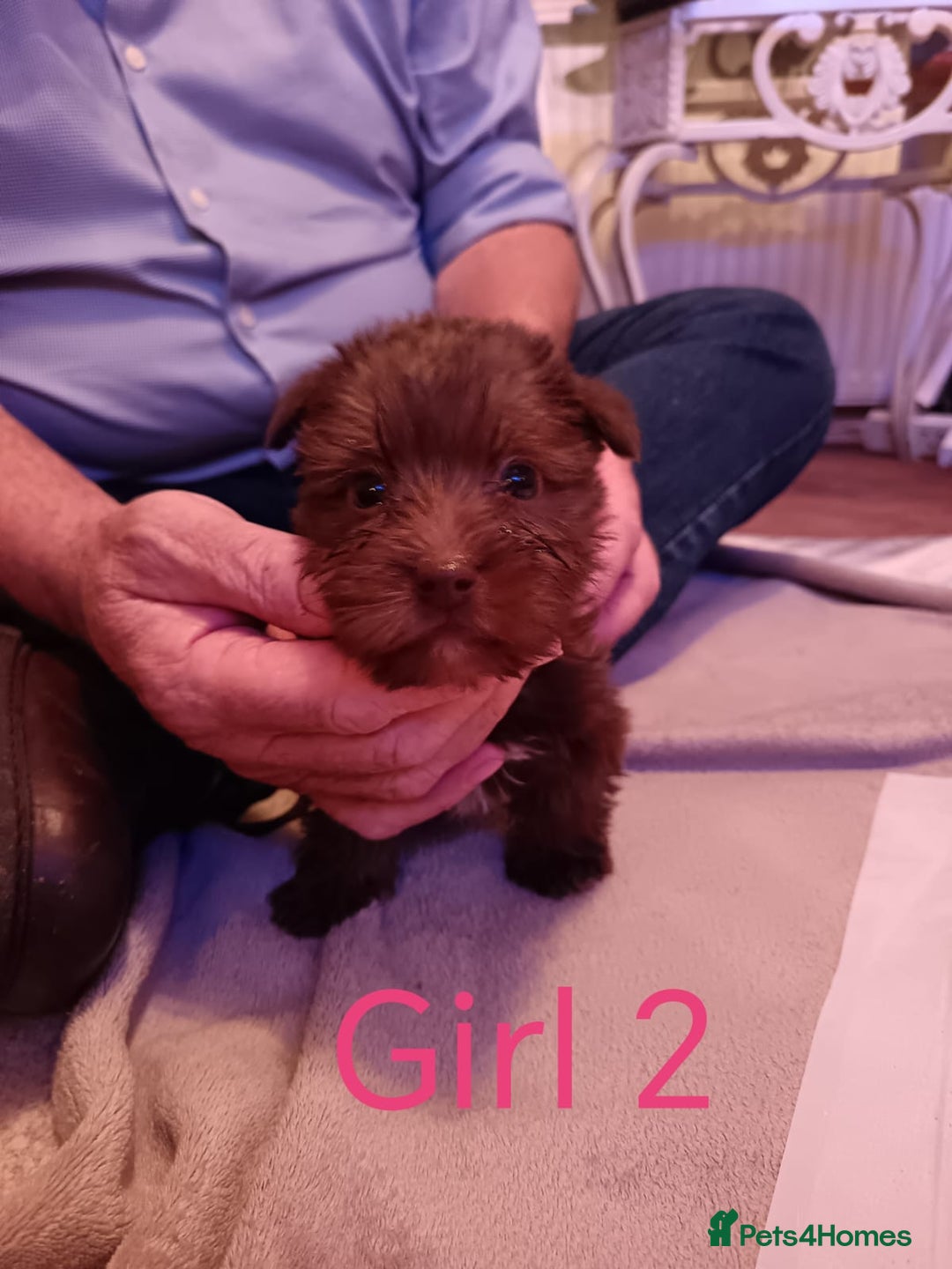 Norfolk Terrier dogs for sale: Norfolk Terrier Puppies - Advert 7