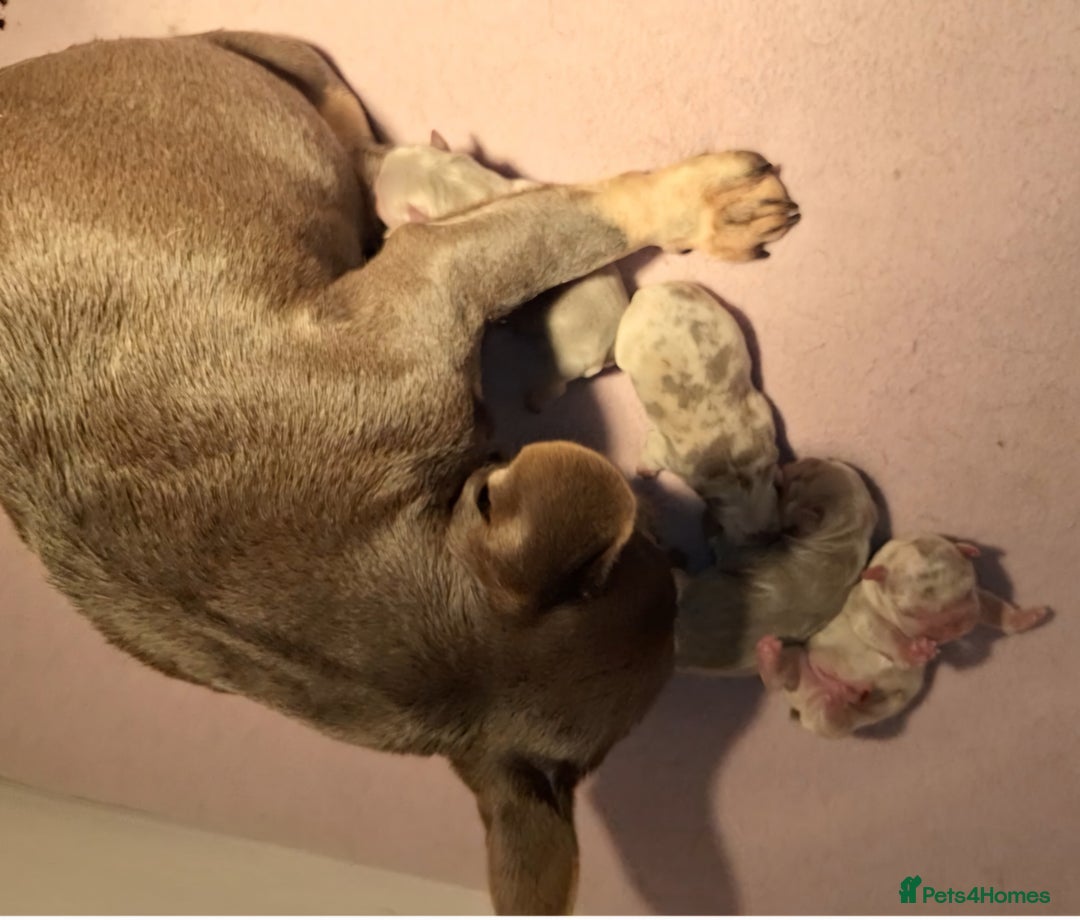 French Bulldog dogs for sale: Top Quality French Bulldog Puppies  - Advert 4