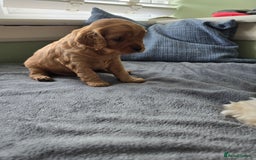 Cavapoo dogs for sale: Gorgeous Cavapoo puppies looking for forever home - Image 14