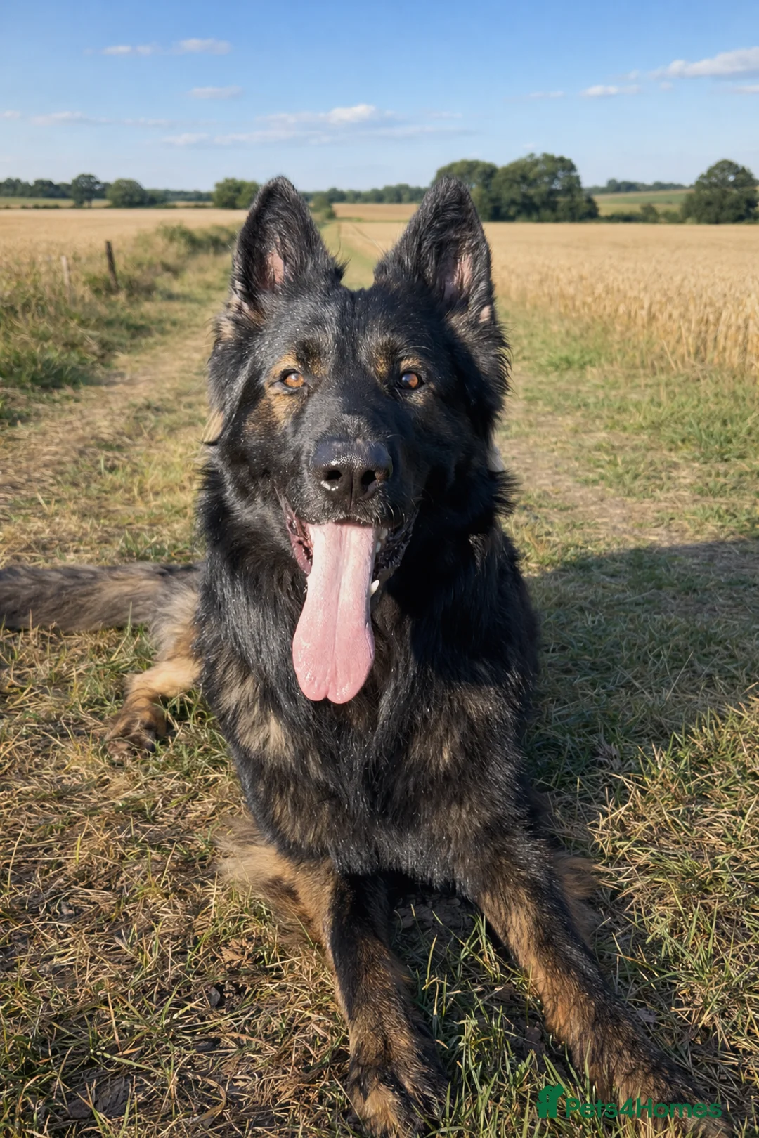 German Shepherd dogs for stud: Giant big boned KC shepherd  - Advert 2
