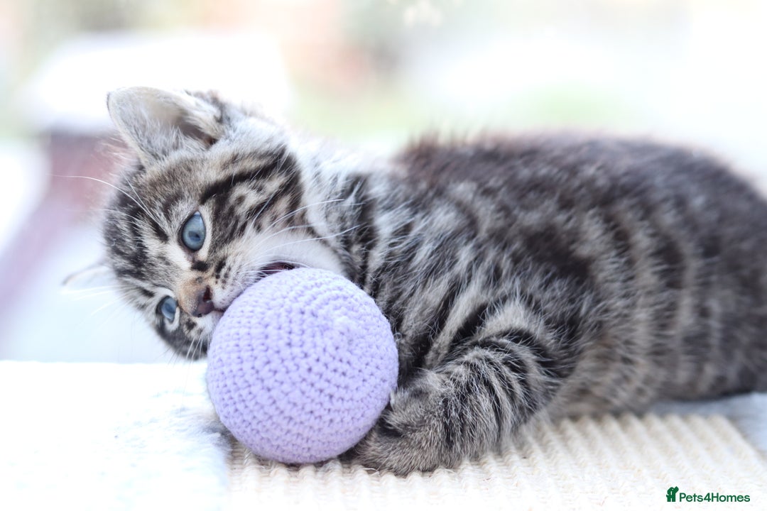 Mixed Breed cats for sale: Adorable Kittens - Advert 17