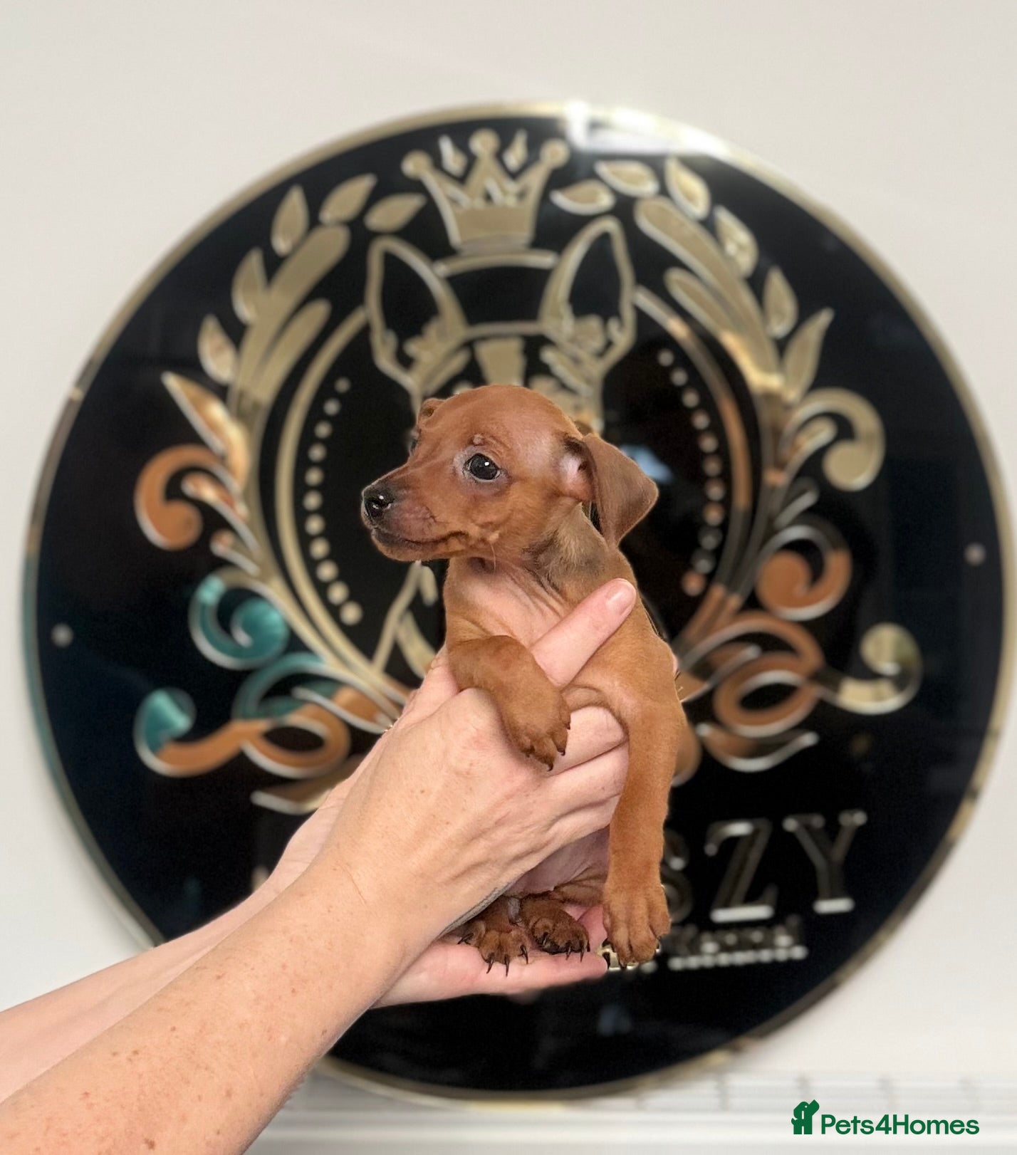 Miniature Pinscher dogs Pure 100% Miniature Pinscher-Licensed Breeder🐾❤️  - Advert 4