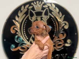 Miniature Pinscher dogs Pure 100% Miniature Pinscher-Licensed Breeder🐾❤️ - Advert 1
