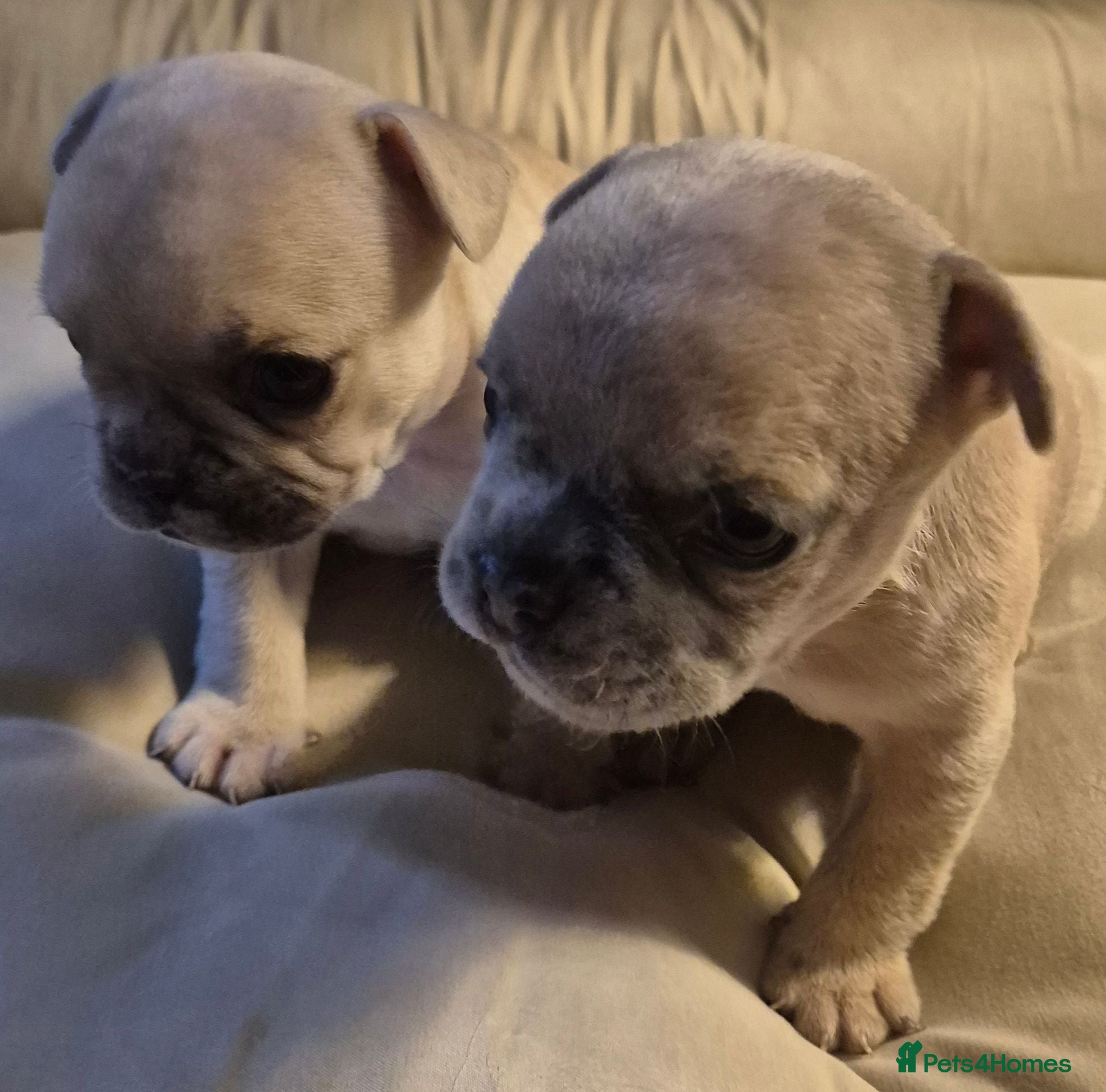 French Bulldog dogs French Bulldog Puppies - Advert 1