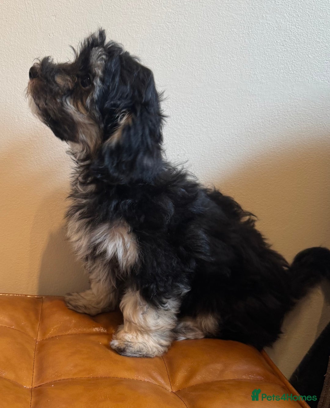 Maltipoo dogs for sale: Fully dna tested Maltipoos  - Image 6
