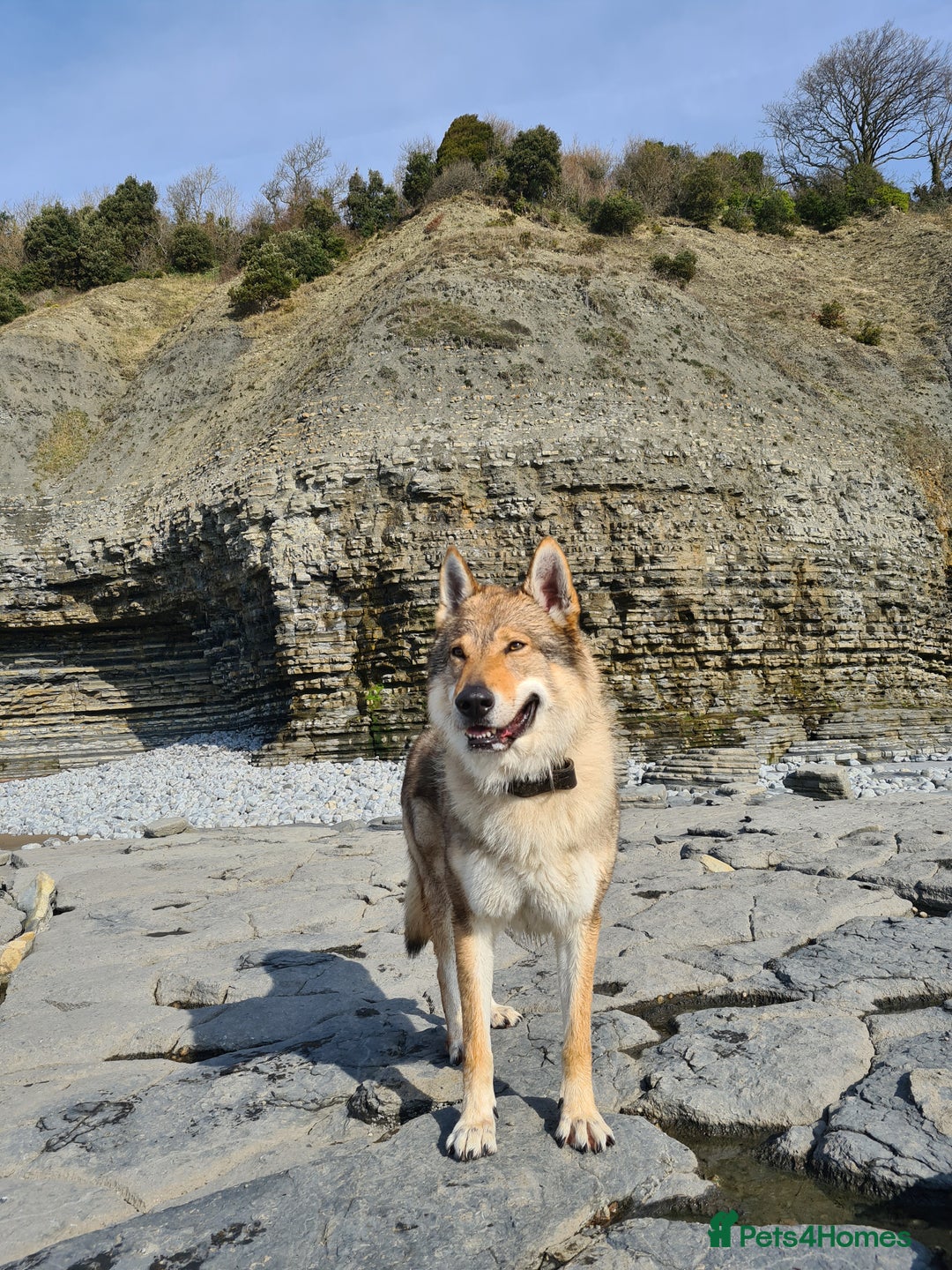 Saarloos Wolfdog dogs for stud: Stud Czechoslovakian wolfdog in Birmingham - Advert 11