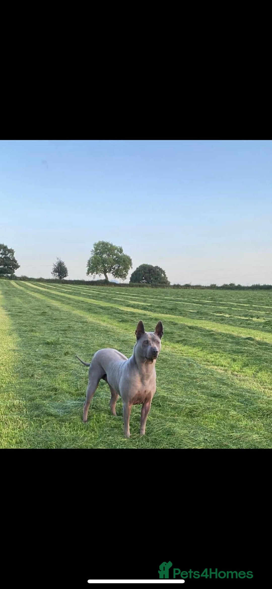 Thai Ridgeback dogs for sale: Thai Ridgeback puppy’s 🏆 - Advert 1