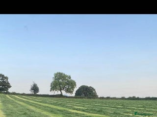 Thai Ridgeback dogs Thai Ridgeback puppy’s 🏆 - Advert 2