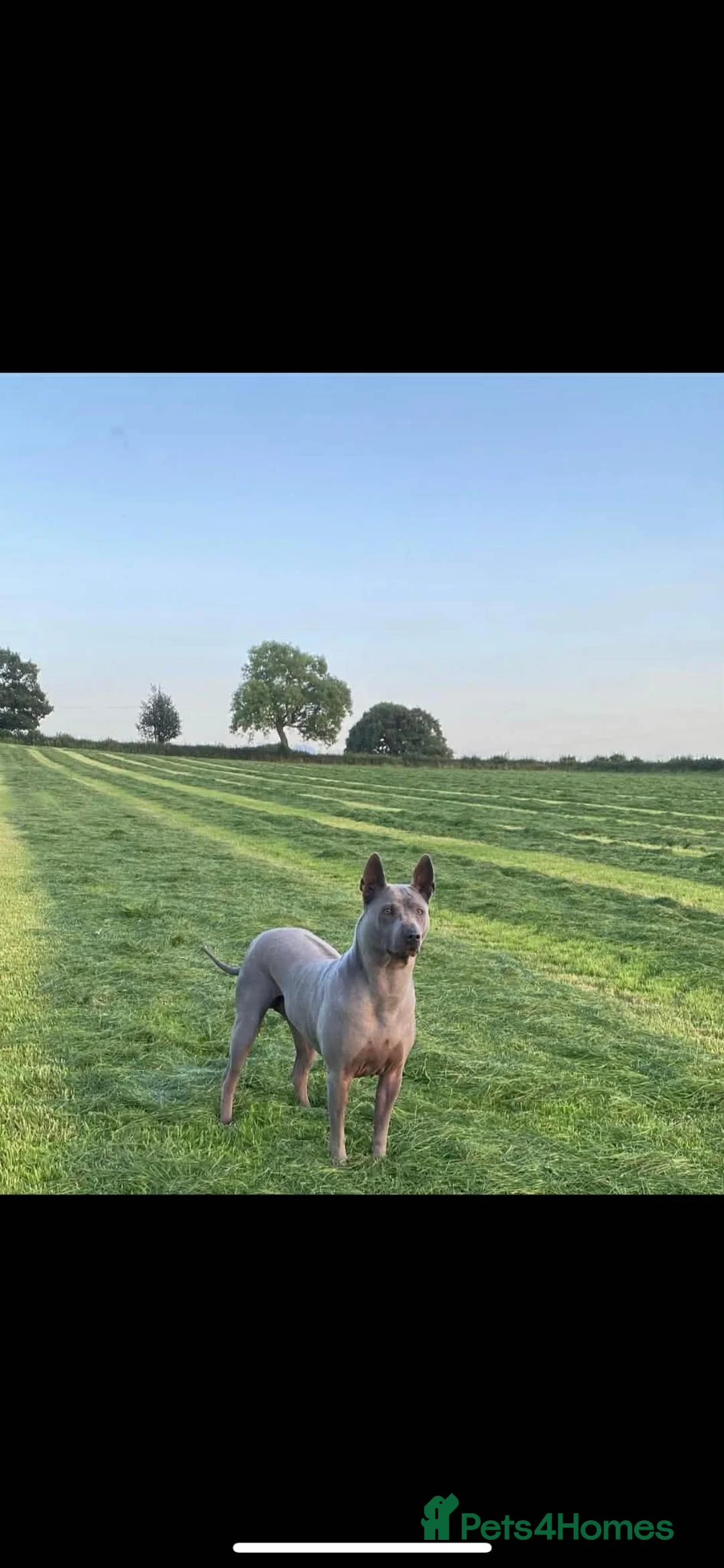Thai Ridgeback dogs for sale: (New pictures)Thai Ridgeback puppy’s 🏆 - Advert 1
