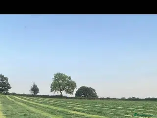 Thai Ridgeback dogs (New pictures)Thai Ridgeback puppy’s 🏆 - Advert 1