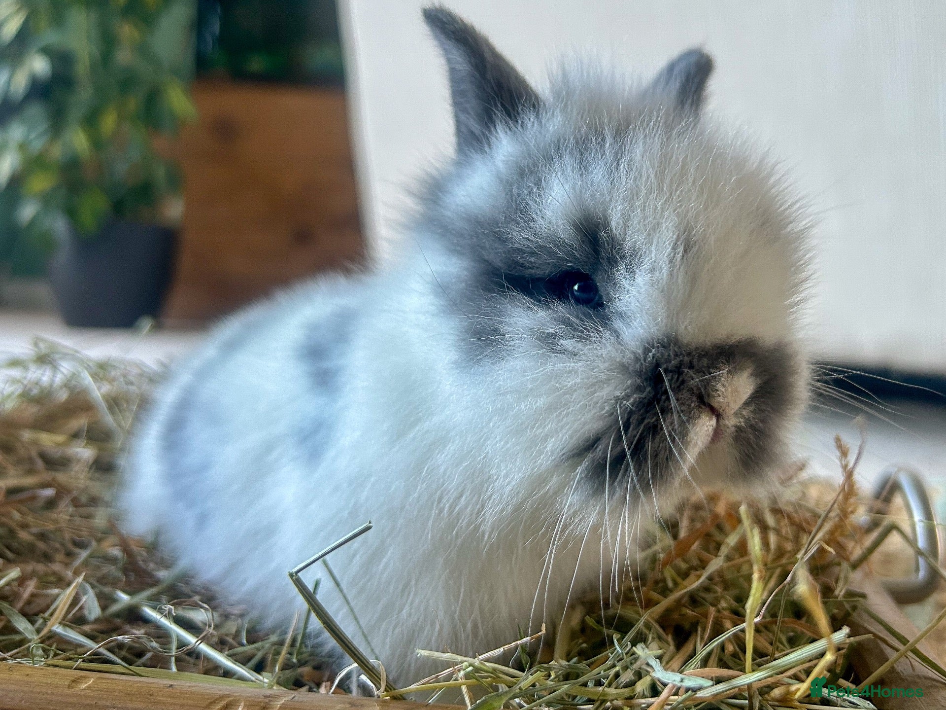 Lionhead rabbits for sale: 🐇Beautiful LionHead Rabbits 🐇 - Advert 18