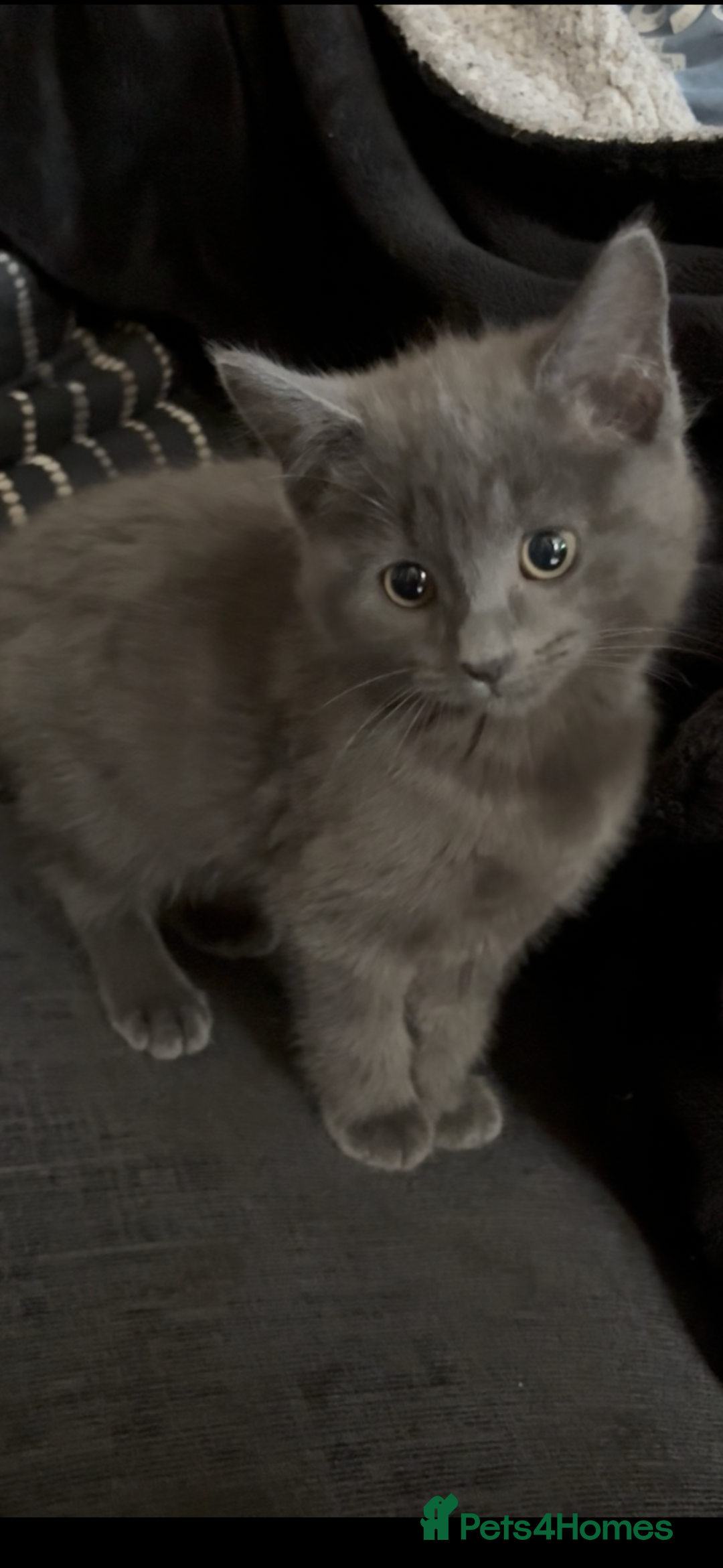 Nebelung cats for sale: Beautiful nebelung/ragdoll kittens  - Advert 6