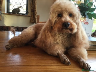 Miniature Poodle dogs in Market Drayton - Advert 12