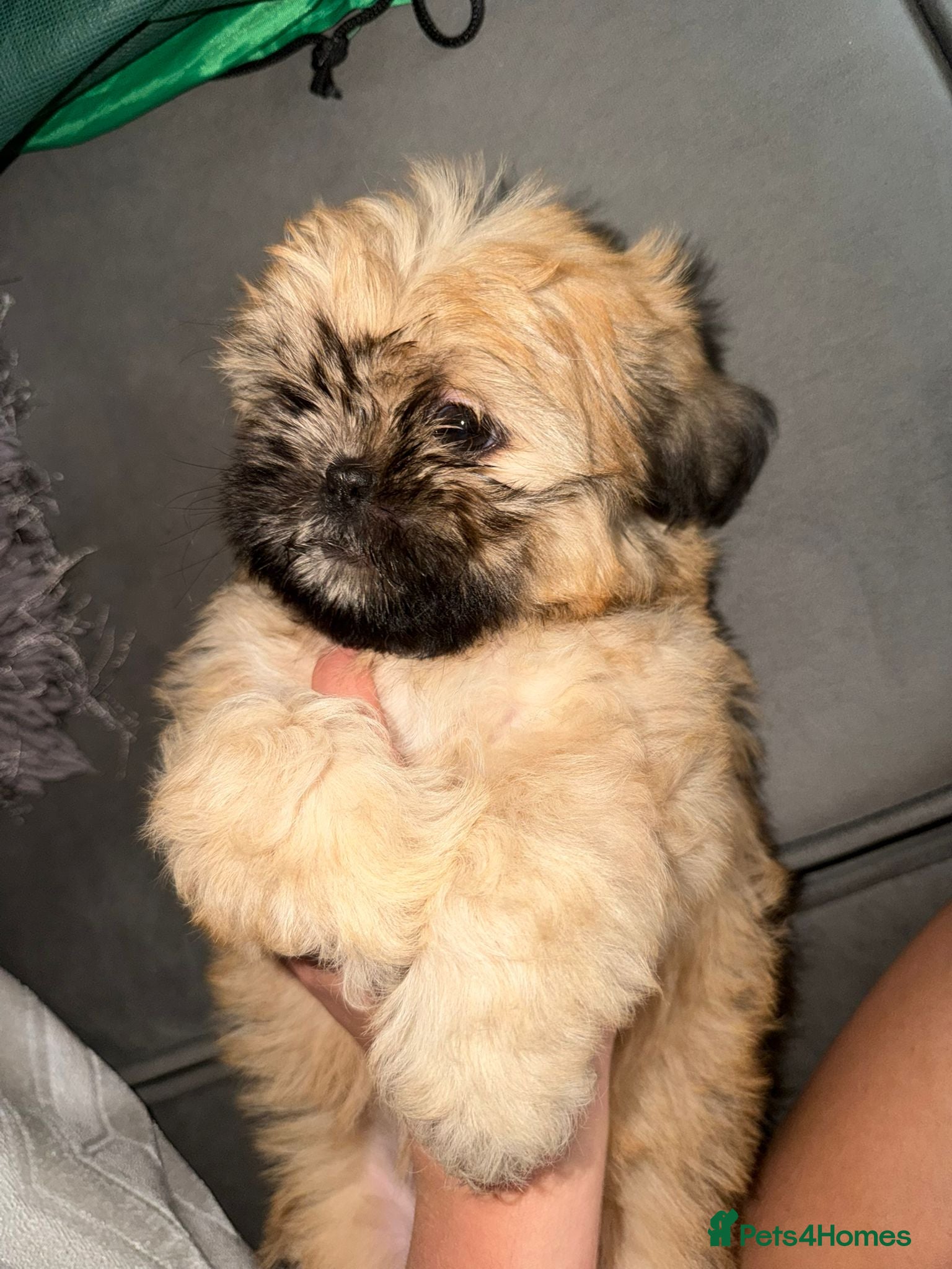 Shih Tzu dogs READY TO GO ! Gorgeous Shih Tzu's  - Advert 11