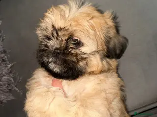 Shih Tzu dogs READY TO GO NOW ! Just 2 left Shih Tzu Puppies - Advert 4