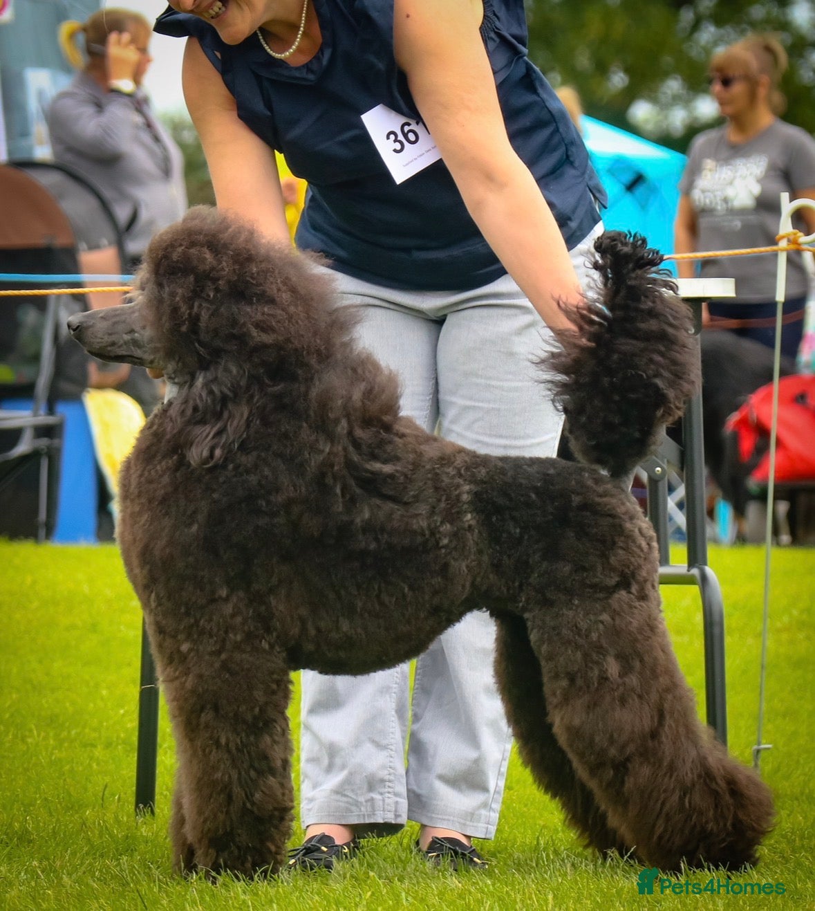 Standard Poodle dogs Exceptional working standard poodle - Advert 1