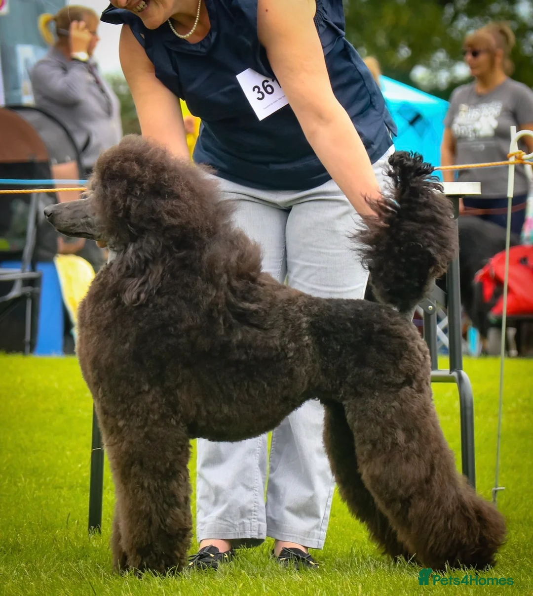Standard Poodle dogs for sale: Exceptional working standard poodle - Advert 1