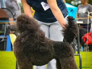 Standard Poodle dogs for sale: Exceptional working standard poodle - Advert 2