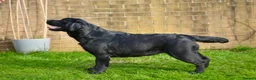 Labrador Retriever dogs for sale: Stunning Puppies From Show Winning Parents - Advert 10