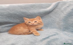 Mixed Breed cats for sale: Beautiful kittes Videos - Advert 1