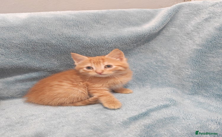 Mixed Breed cats Beautiful kittes Videos - Advert 1