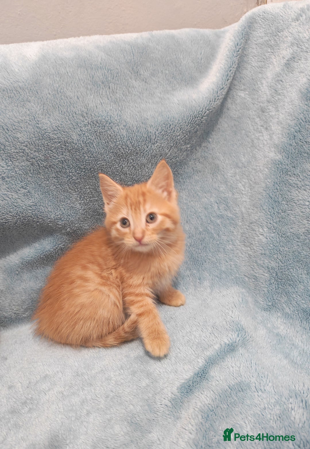 Mixed Breed cats for sale: Beautiful kittes Videos - Advert 1