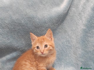 Mixed Breed cats Beautiful kittes Videos - Advert 6