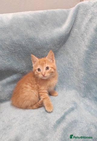 Mixed Breed cats Beautiful kittes Videos - Advert 1