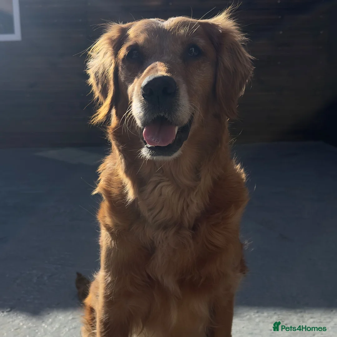 Golden Retriever dogs for sale: 38GEN KC FCI reg HEALTH TESTED DAD TITLED CHAMPION - Advert 8