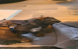 French Bulldog dogs for sale: French bulldog  - Image 15