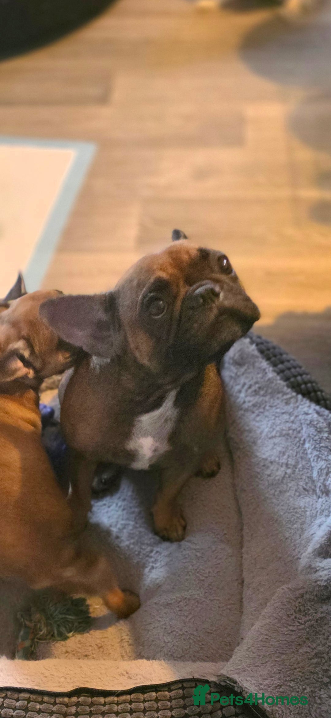 French Bulldog dogs for sale: French bulldog  - Image 15