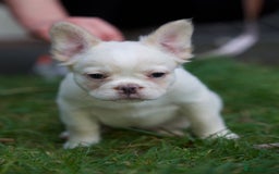 French Bulldog dogs for sale: Fluffy French bulldogs pending pink & testable  - Image 8