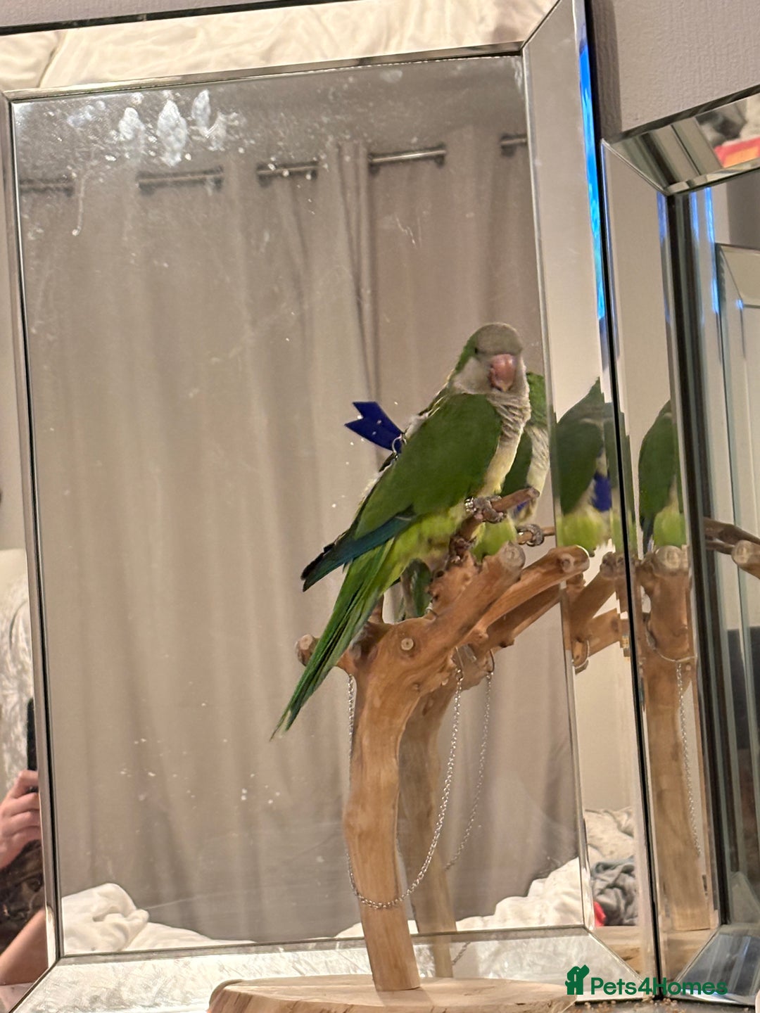 Parakeets birds for sale: Quaker parakeet / parrot - Advert 1