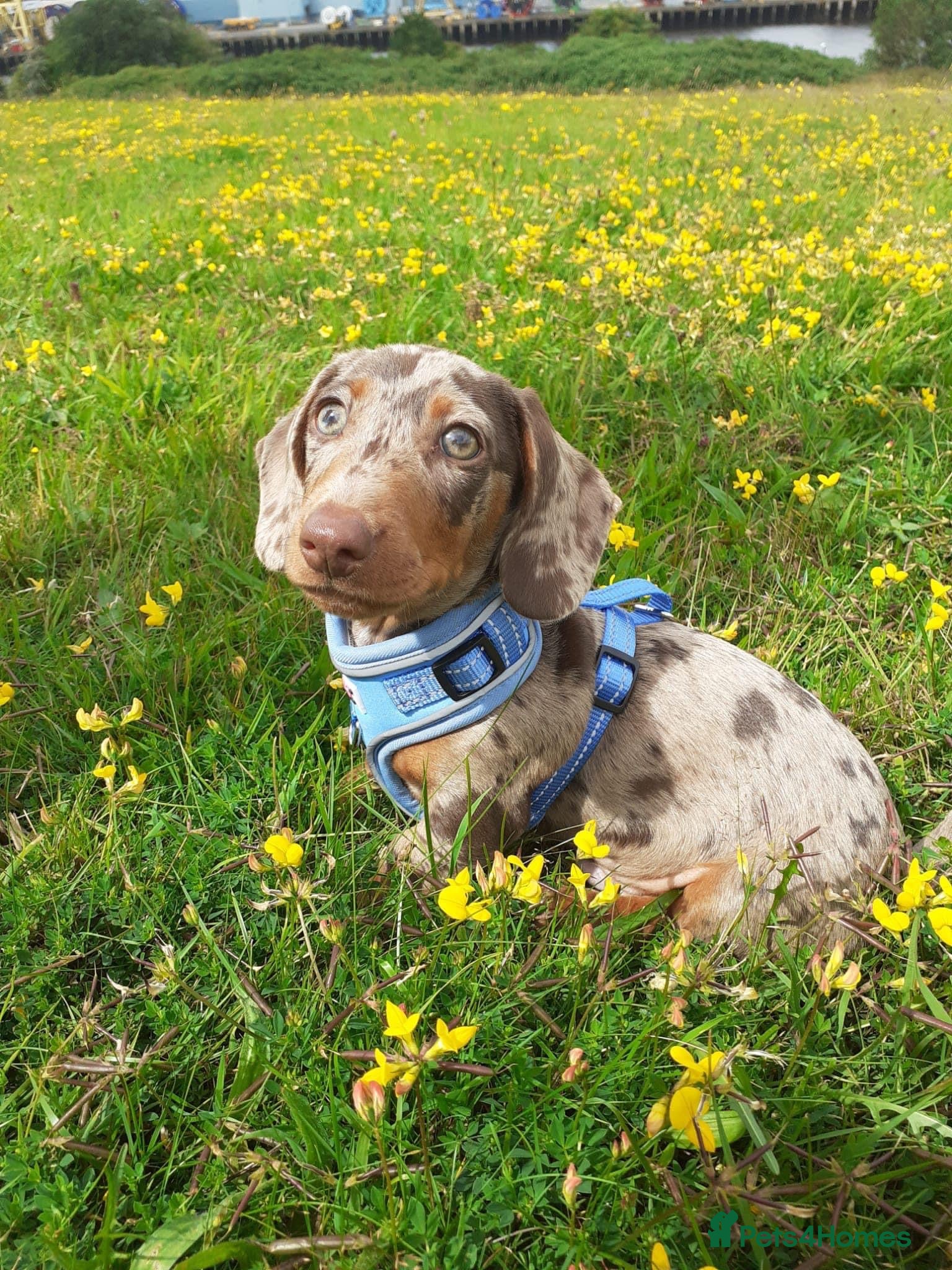 Miniature Dachshund dogs Proven KCReg Chocolate & Tan Dapple Dachshund Stud - Advert 4