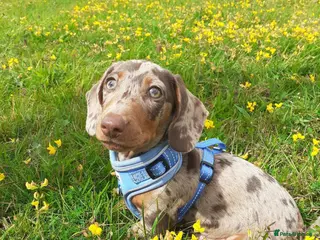 Miniature Dachshund dogs Proven KCReg Chocolate & Tan Dapple Dachshund Stud - Advert 16