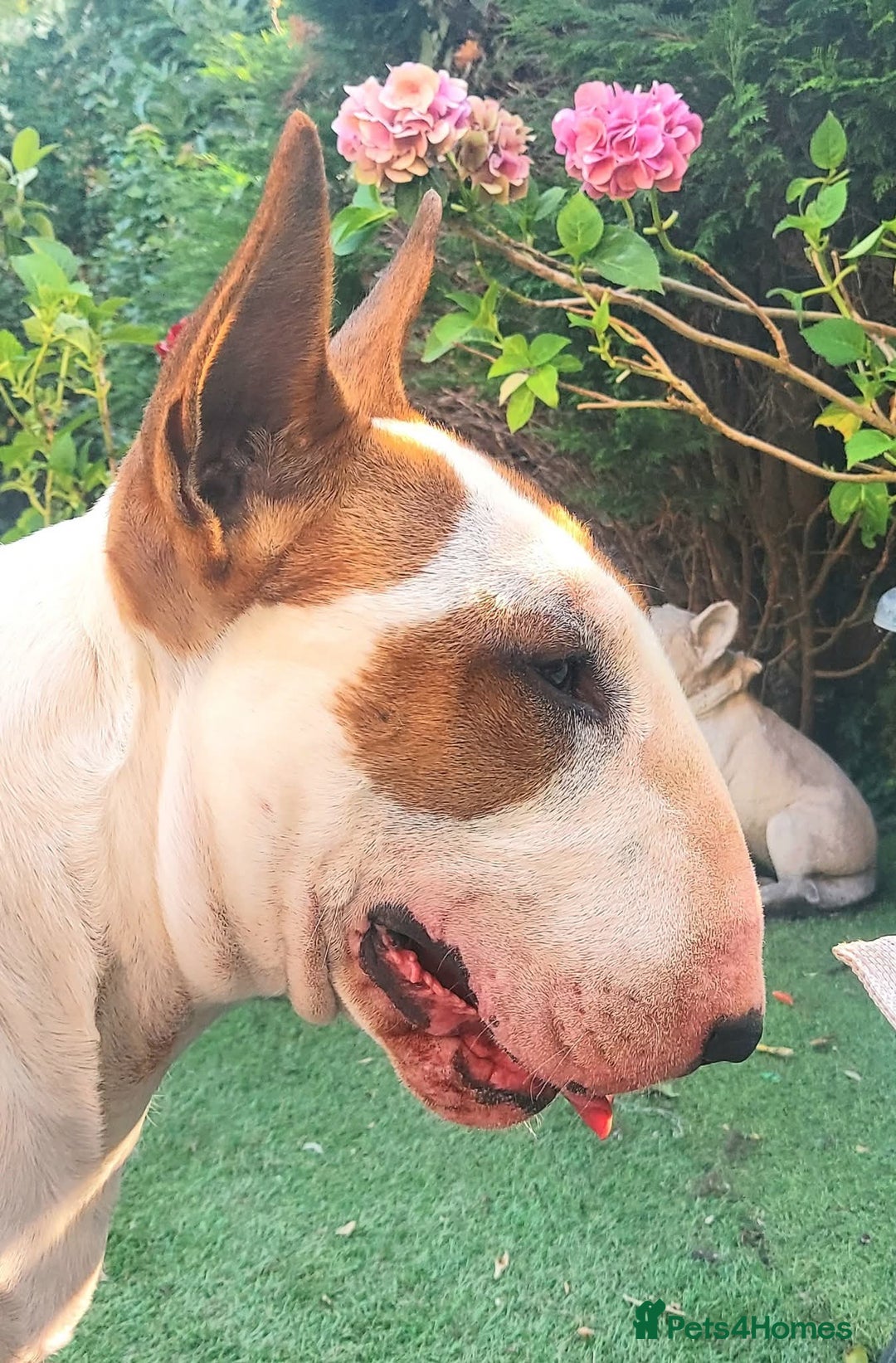 Bull Terrier dogs for stud: English Bull Terrier STUD dog - Image 23