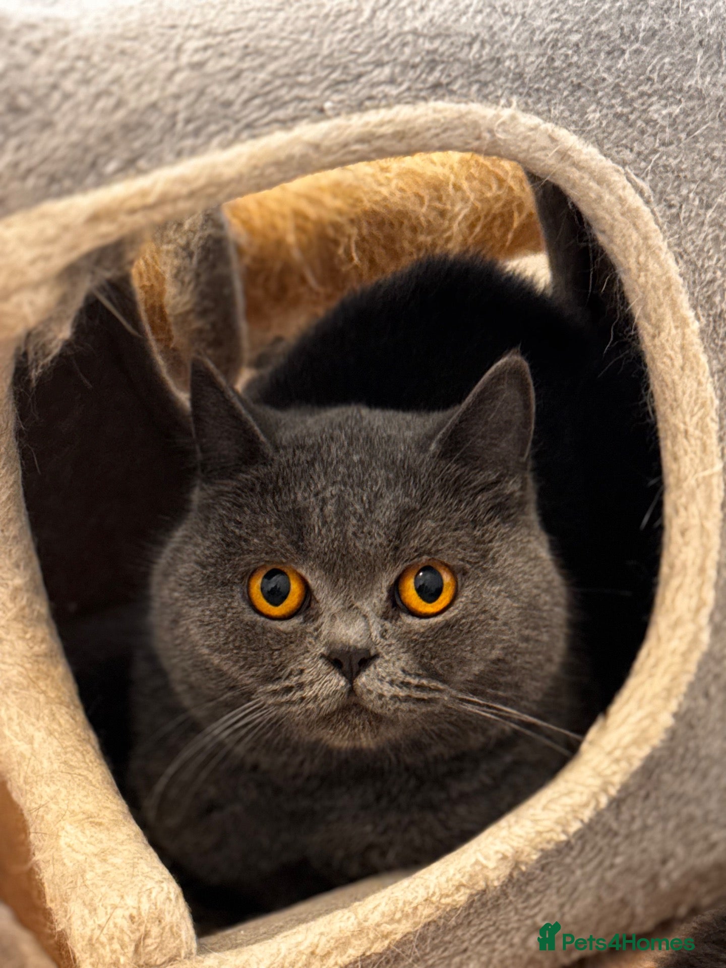 British Shorthair cats for sale: Gorgeous GCCF Active British shorthair female - Advert 1