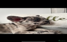 French Bulldog dogs for sale: 3 FRENCHIE MALE PUPS LEFT - Advert 7