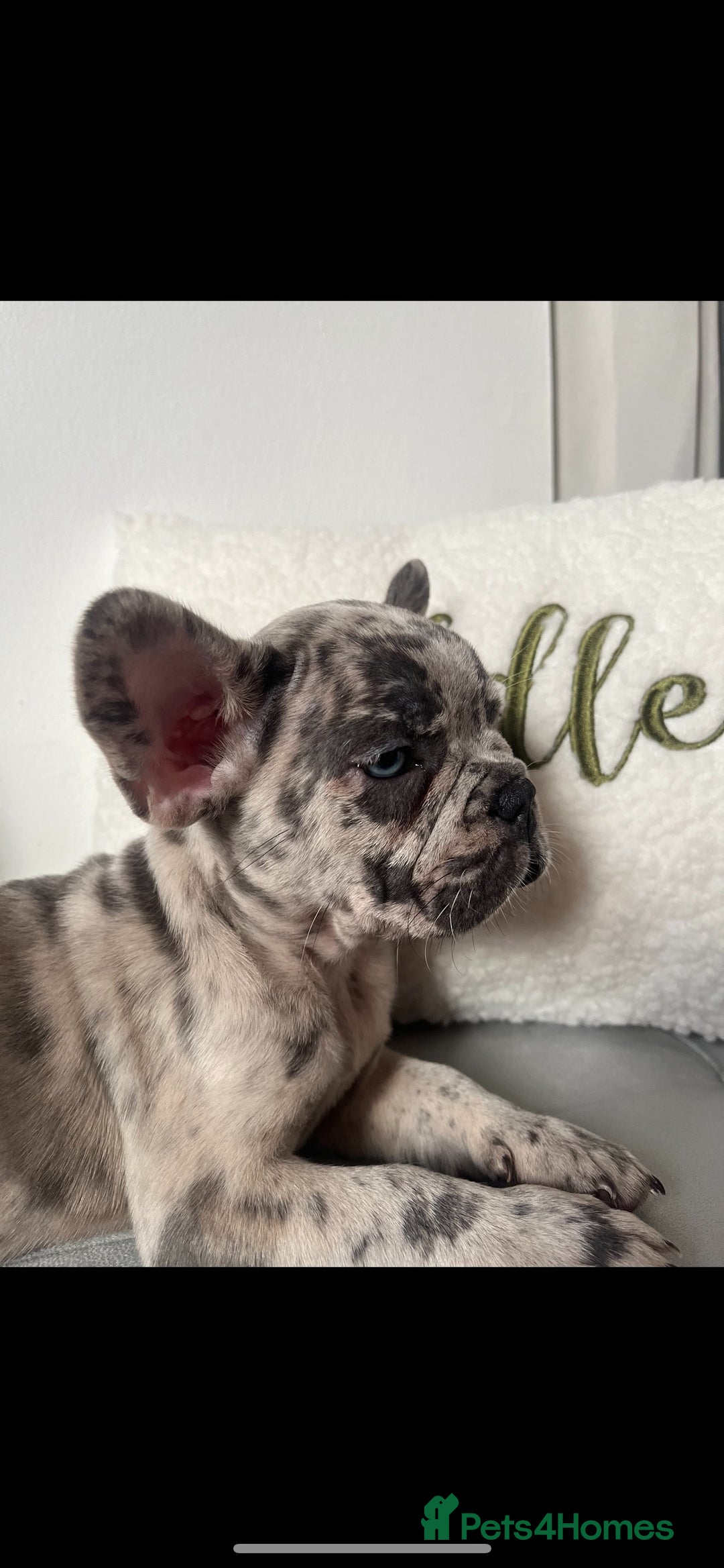 French Bulldog dogs for sale: 3 FRENCHIE MALE PUPS LEFT - Advert 7