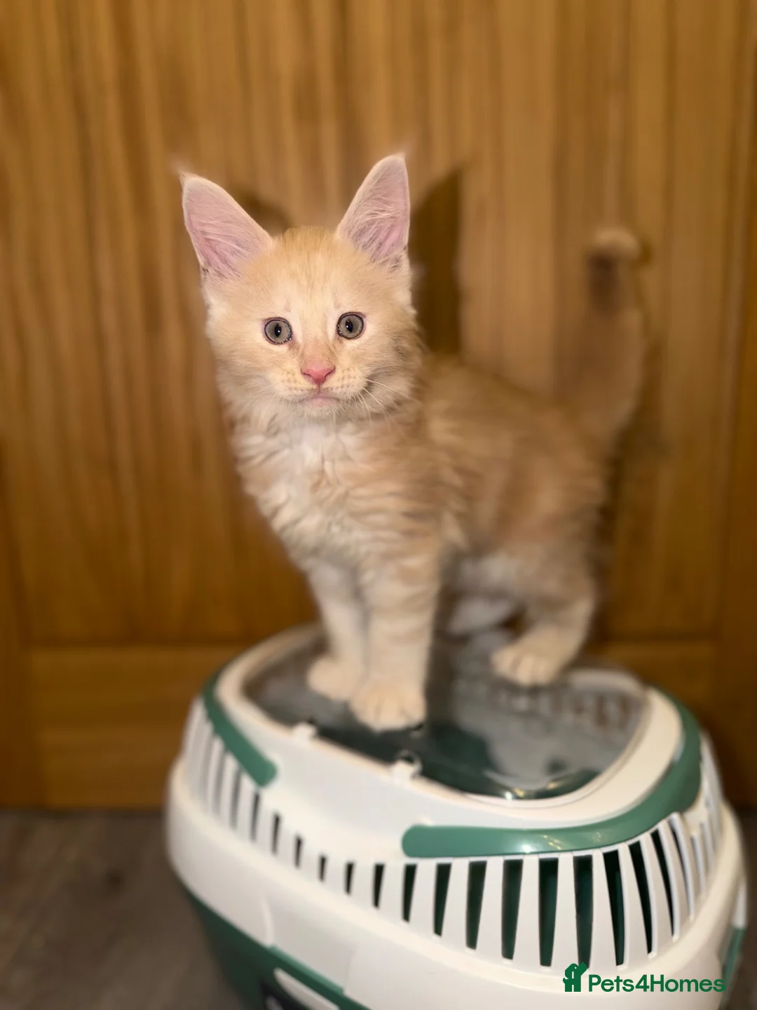 Maine Coon cats for sale: GCCF and TICA  Main Coone Kittens  - Advert 2