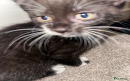 Mixed Breed cats for sale: 2 Kittens - Image 10