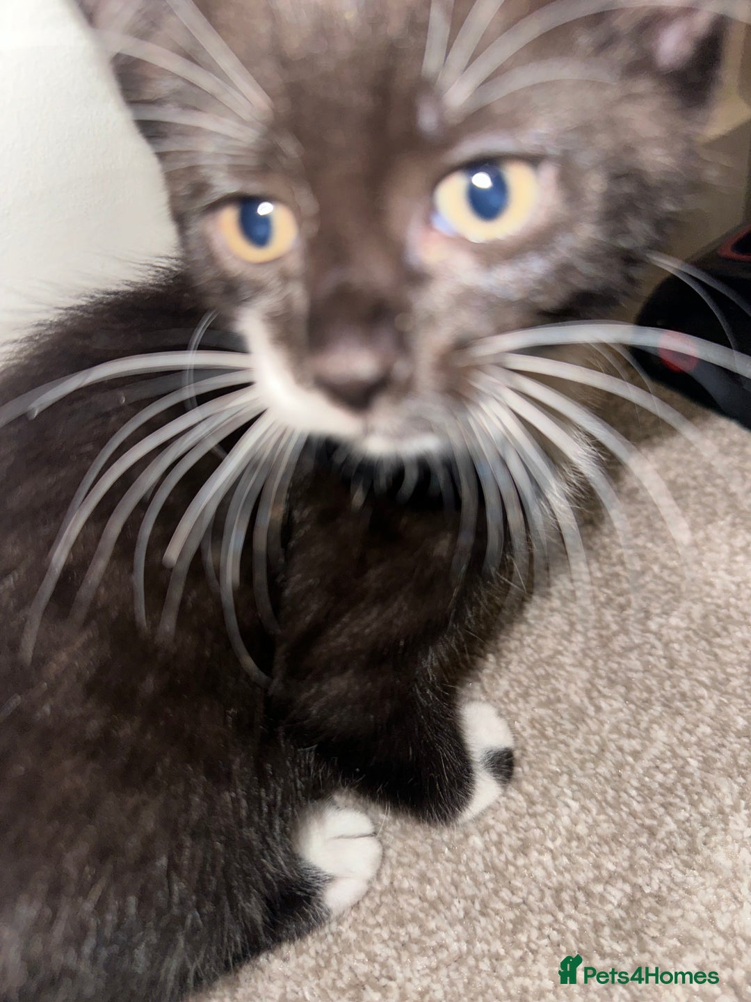Mixed Breed cats for sale: 2 Kittens - Image 10