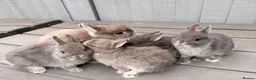 Netherland Dwarf rabbits for sale: STUNNING TAME PUREBRED NETHERLAND DWARFS - Advert 13