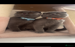 Scottish Fold cats for sale: Scottish fold Girl and Boy - Image 2