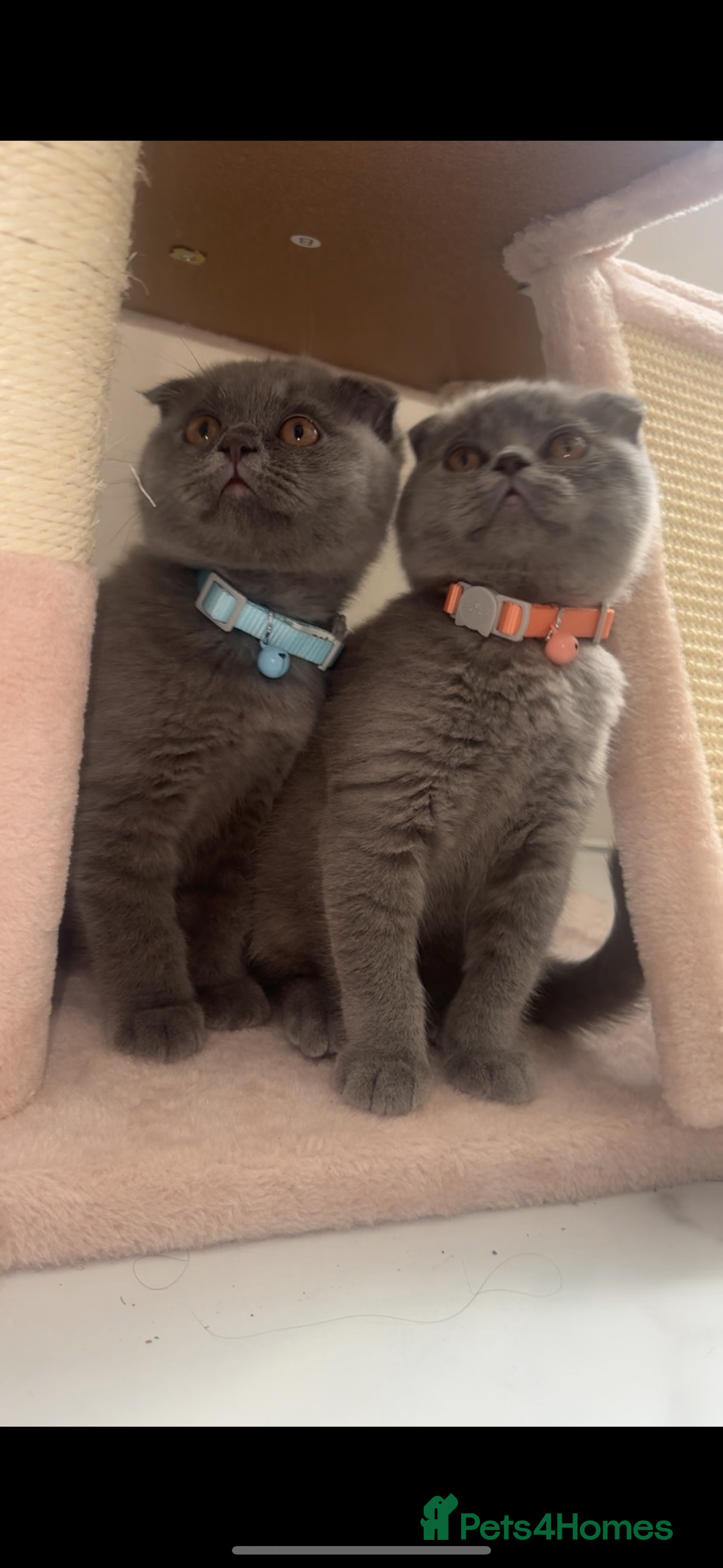 Scottish Fold cats for sale: Scottish fold Girl and Boy - Image 2